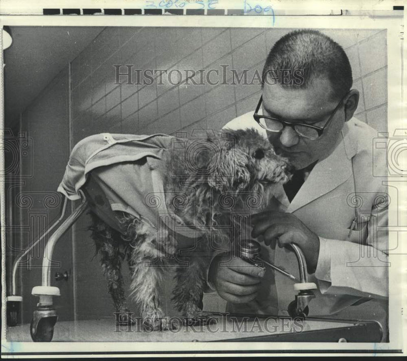 Load image into Gallery viewer, 1969 Press Photo Chicago's Dr. Lloyd Presuhn oils Candy's 'poochmobile' wheel
