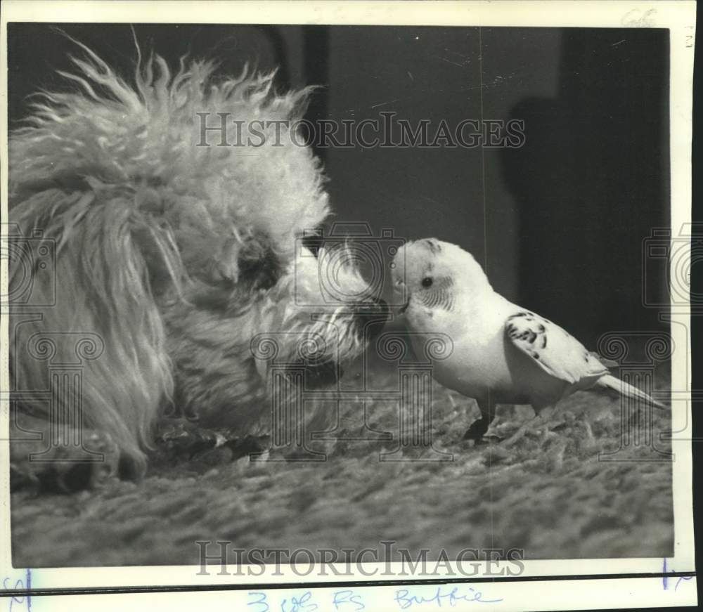 1972 Press Photo Kirkendall family pets Buffie the poodle and parakeet Snowball