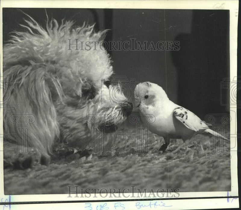 Load image into Gallery viewer, 1972 Press Photo Kirkendall family pets Buffie the poodle and parakeet Snowball
