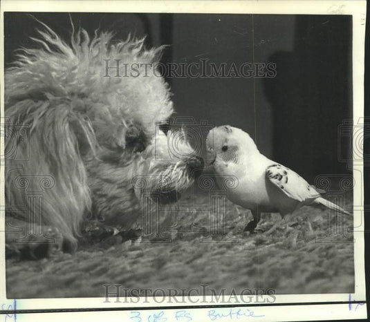 1972 Press Photo Kirkendall family pets Buffie the poodle and parakeet Snowball