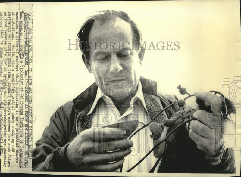 Load image into Gallery viewer, 1972 Press Photo Dr. Wheeler North of CIT examines seaweed as nutritional source
