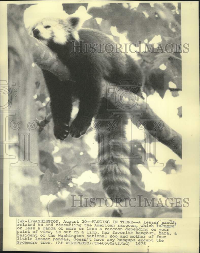 1975 Press Photo Washington's National Zoo lesser Panda Maria hangs on limb