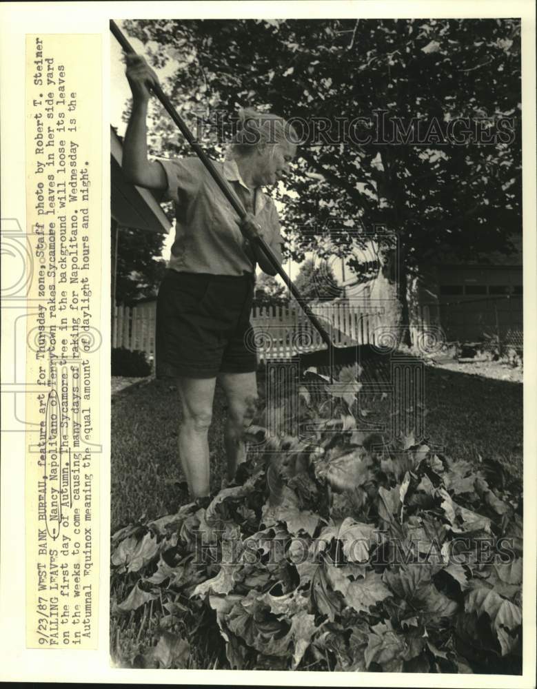 Load image into Gallery viewer, 1987 Press Photo Nancy Napolitano rakes Sycamore leaves at her Terrytown home
