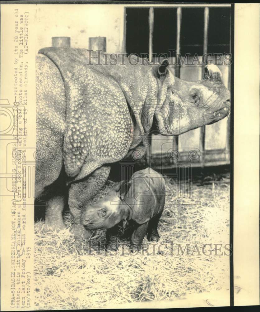 1975 Press Photo Basie, Switzerland zoo&#39;s mother and baby rhinoceros