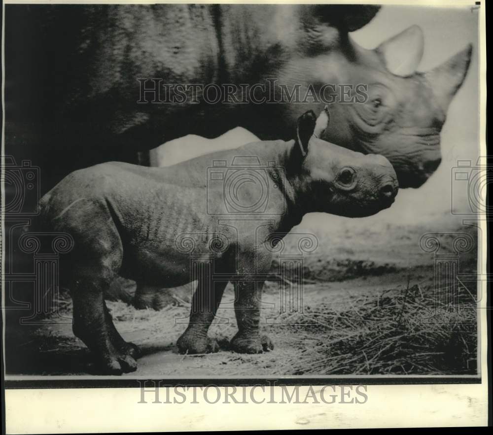 1974 Press Photo Adult and baby rhinoceroses - now37111