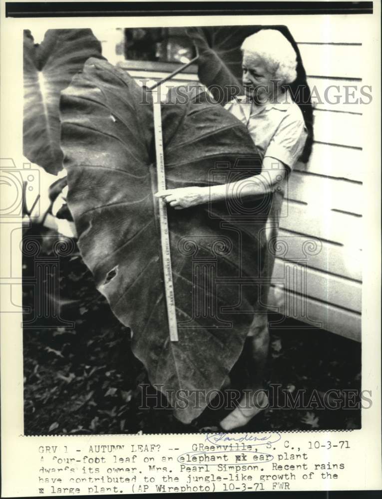 1971 Press Photo Four-foot Elephant Ear leaf dwarfs Pearl Simpson in Greenville