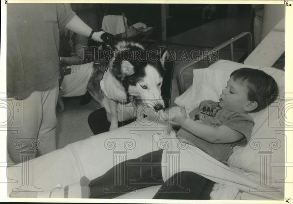 1991 Press Photo A Siberian husky greets Hospital patient Peter Casey, Newington