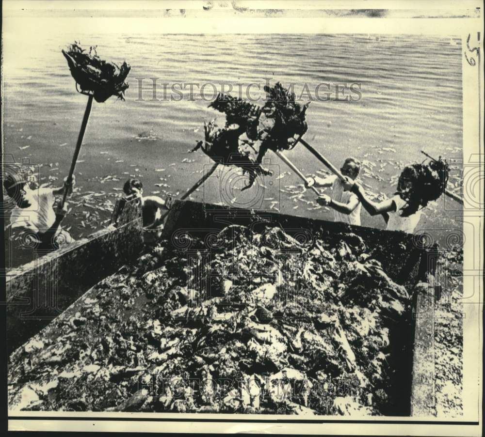 1971 Press Photo Cleanup crew load dead fish from Tampa, Florida&#39;s red tide