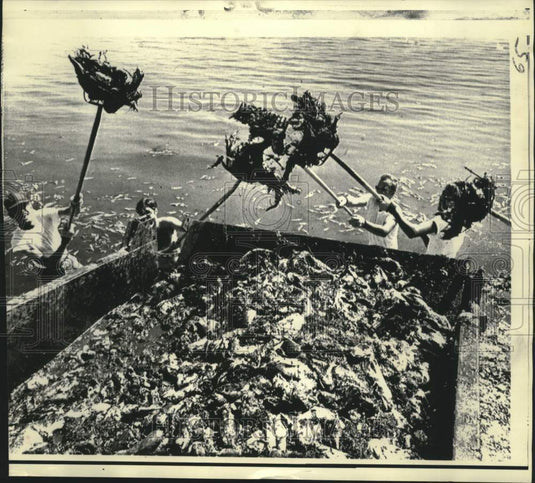 1971 Press Photo Cleanup crew load dead fish from Tampa, Florida's red tide