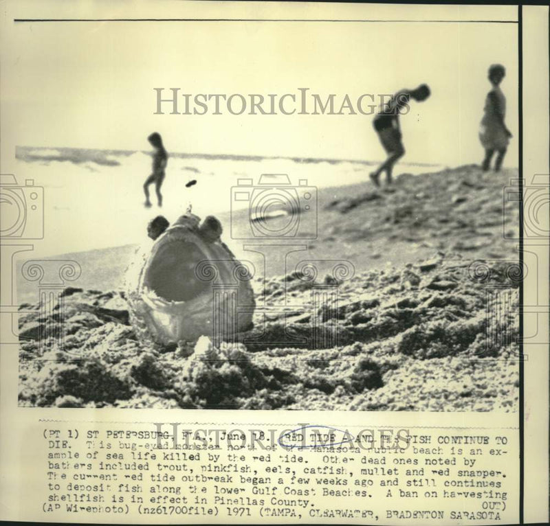 Load image into Gallery viewer, 1971 Press Photo St. Petersburg sunbathers view sea life killed by red tide
