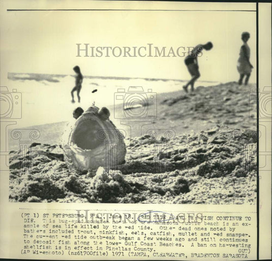 1971 Press Photo St. Petersburg sunbathers view sea life killed by red tide