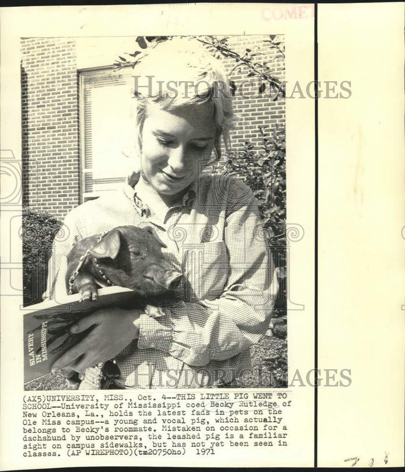 Load image into Gallery viewer, 1971 Press Photo Becky Rutledge holds a pig on the Univ. of Mississippi campus
