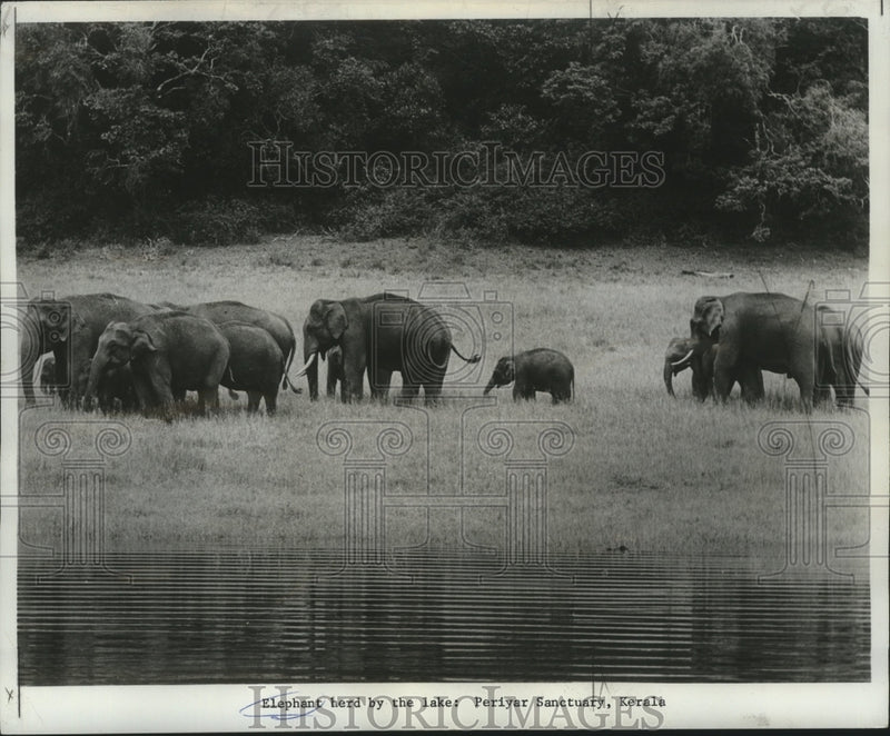 Load image into Gallery viewer, 1974 Press Photo Elephant herd by the lake: Periyar Sanctuary, Kerala
