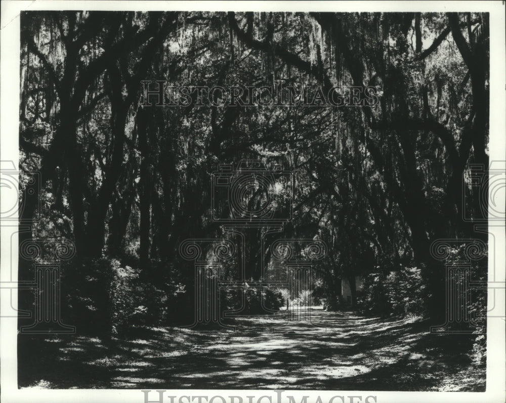 1973 Press Photo The Formal Gardens at Afton Villa framed by arched trees