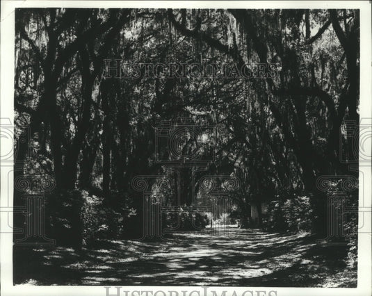 1973 Press Photo The Formal Gardens at Afton Villa framed by arched trees