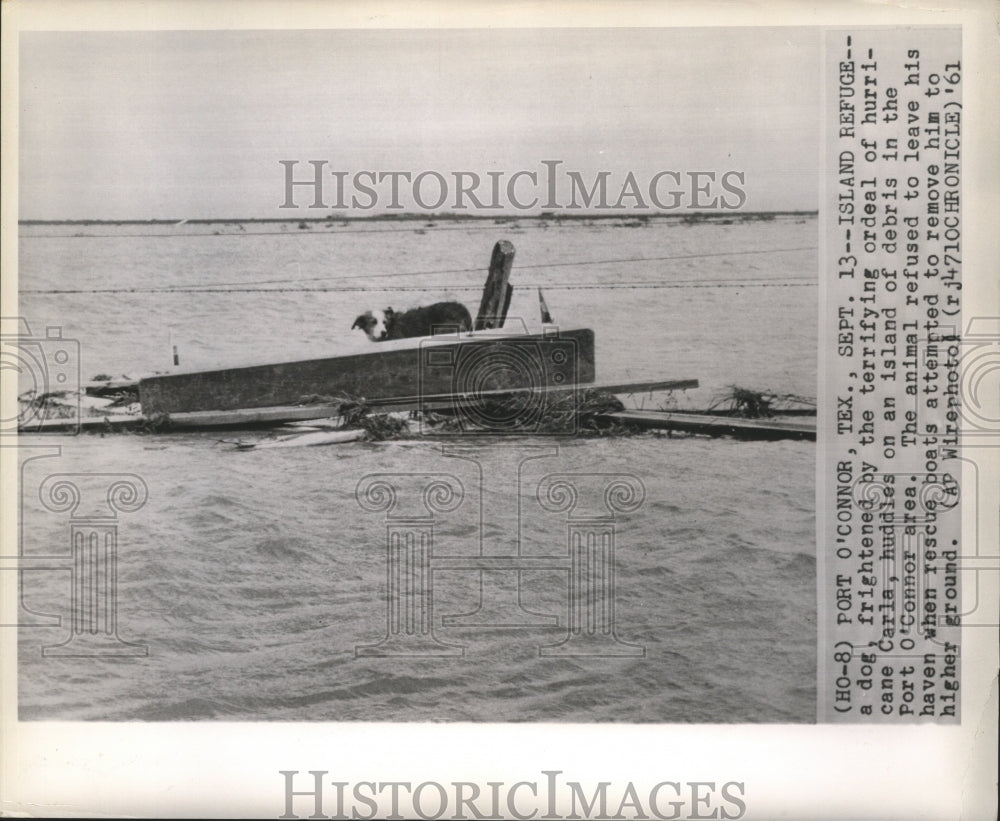 1961 Press Photo A dog huddles on an island of debris in Port O&#39;Connor area