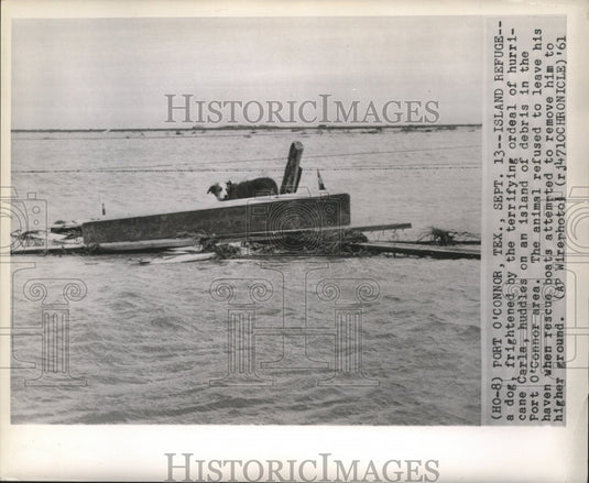 1961 Press Photo A dog huddles on an island of debris in Port O'Connor area