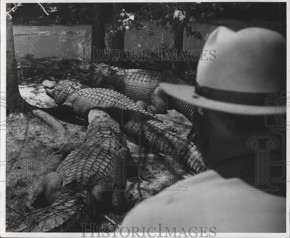 1978 Press Photo Nick Niehaus at an alligator farm. - nox02415