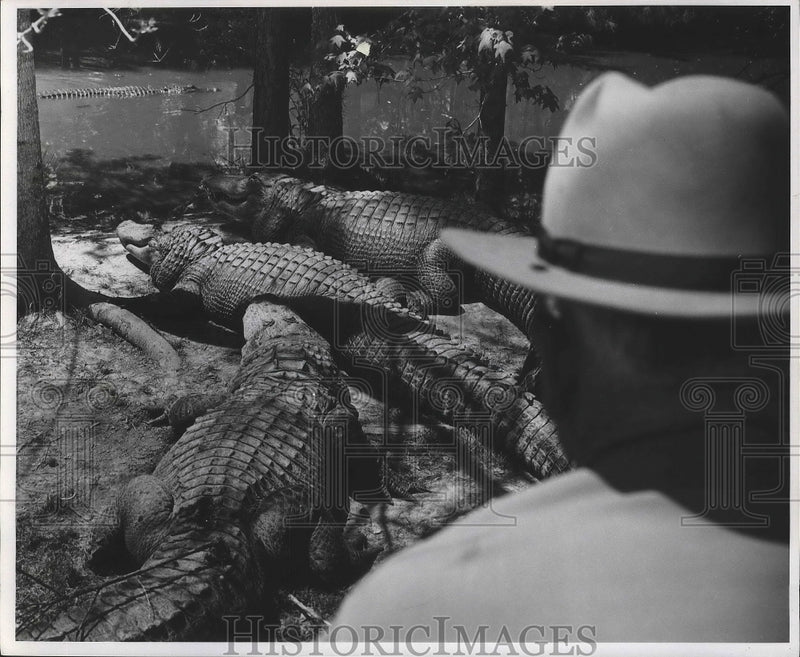 Load image into Gallery viewer, 1978 Press Photo Nick Niehaus at an alligator farm. - nox02415
