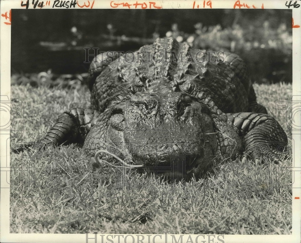 1976 Press Photo View of a very large alligator in Georgia. - nox02416