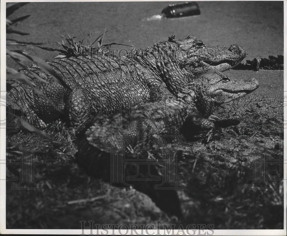 1970 Press Photo Two alligators sitting on the banks. - nox02697