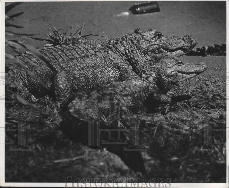 Load image into Gallery viewer, 1970 Press Photo Two alligators sitting on the banks. - nox02697
