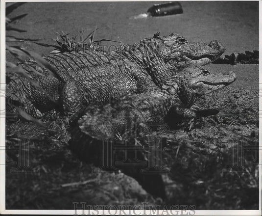 1970 Press Photo Two alligators sitting on the banks. - nox02697