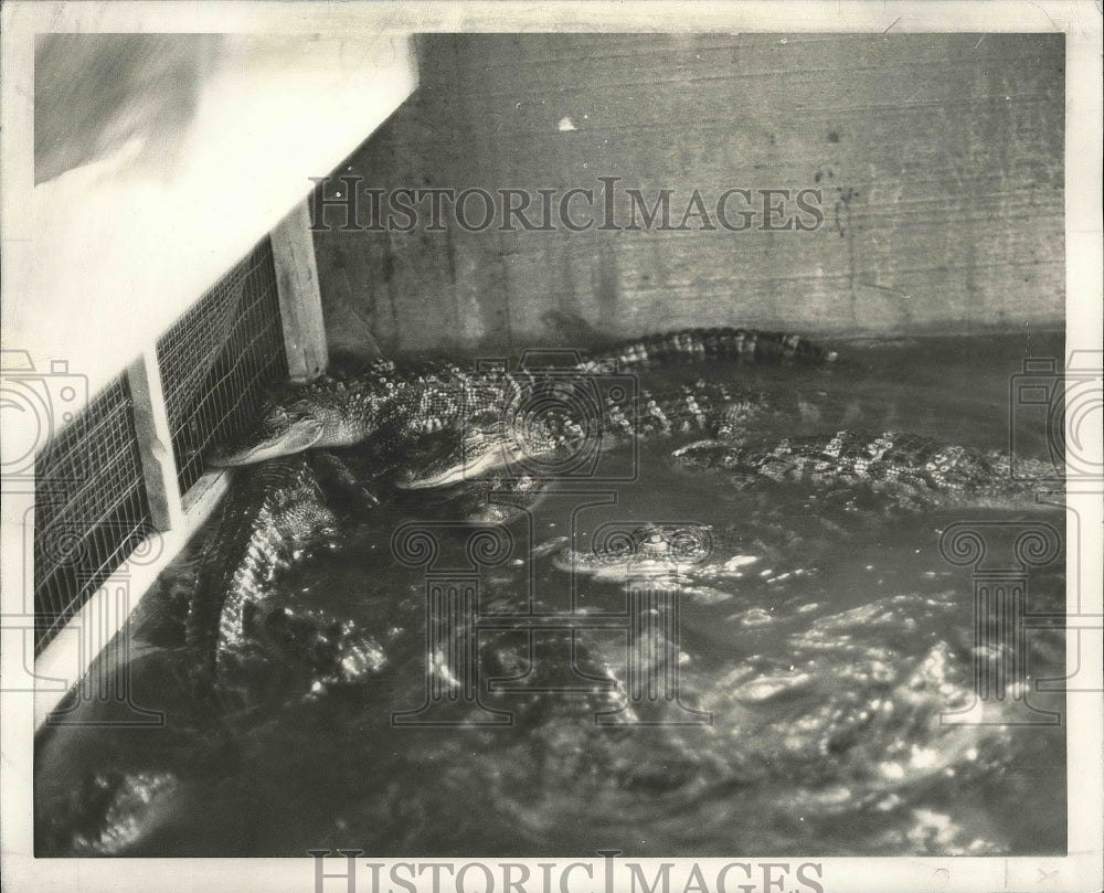 1974 Press Photo Reptiles in water section of Rockefeller environmental Chamber.