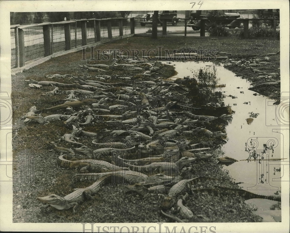 1942 Press Photo New alligators at Audubon Park. - nox02699