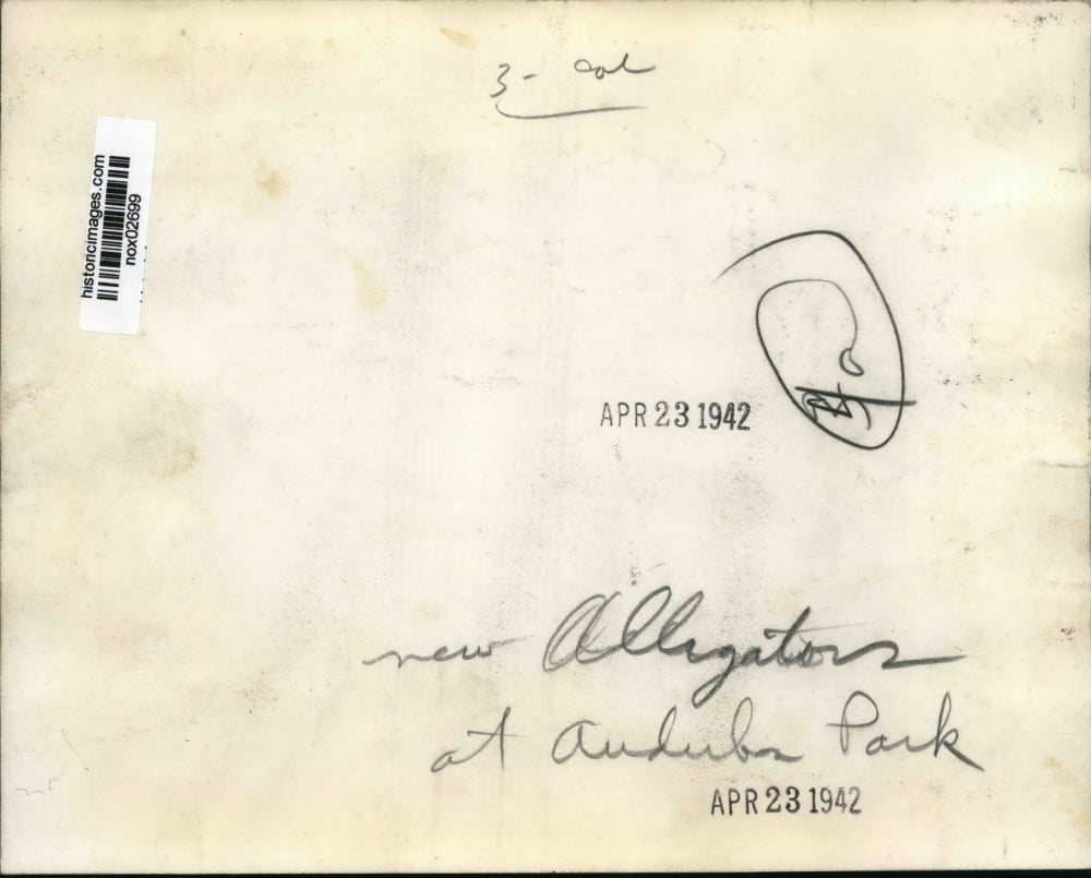 1942 Press Photo New alligators at Audubon Park. - nox02699