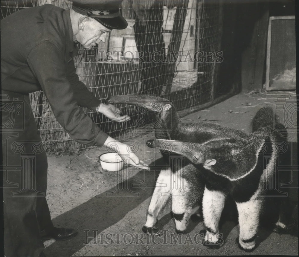 1949 Press Photo Animals - Anteaters Sam &amp; Londo at Flishhacker Zoo - nox03067