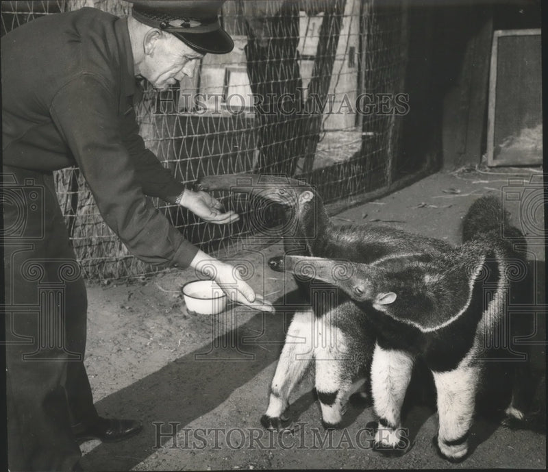 Load image into Gallery viewer, 1949 Press Photo Animals - Anteaters Sam &amp; Londo at Flishhacker Zoo - nox03067

