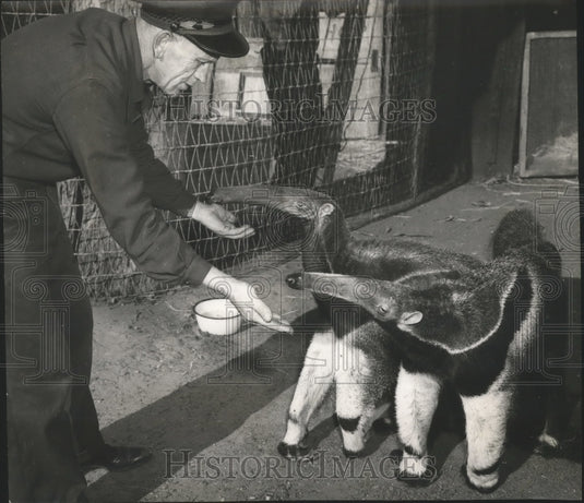 1949 Press Photo Animals - Anteaters Sam & Londo at Flishhacker Zoo - nox03067