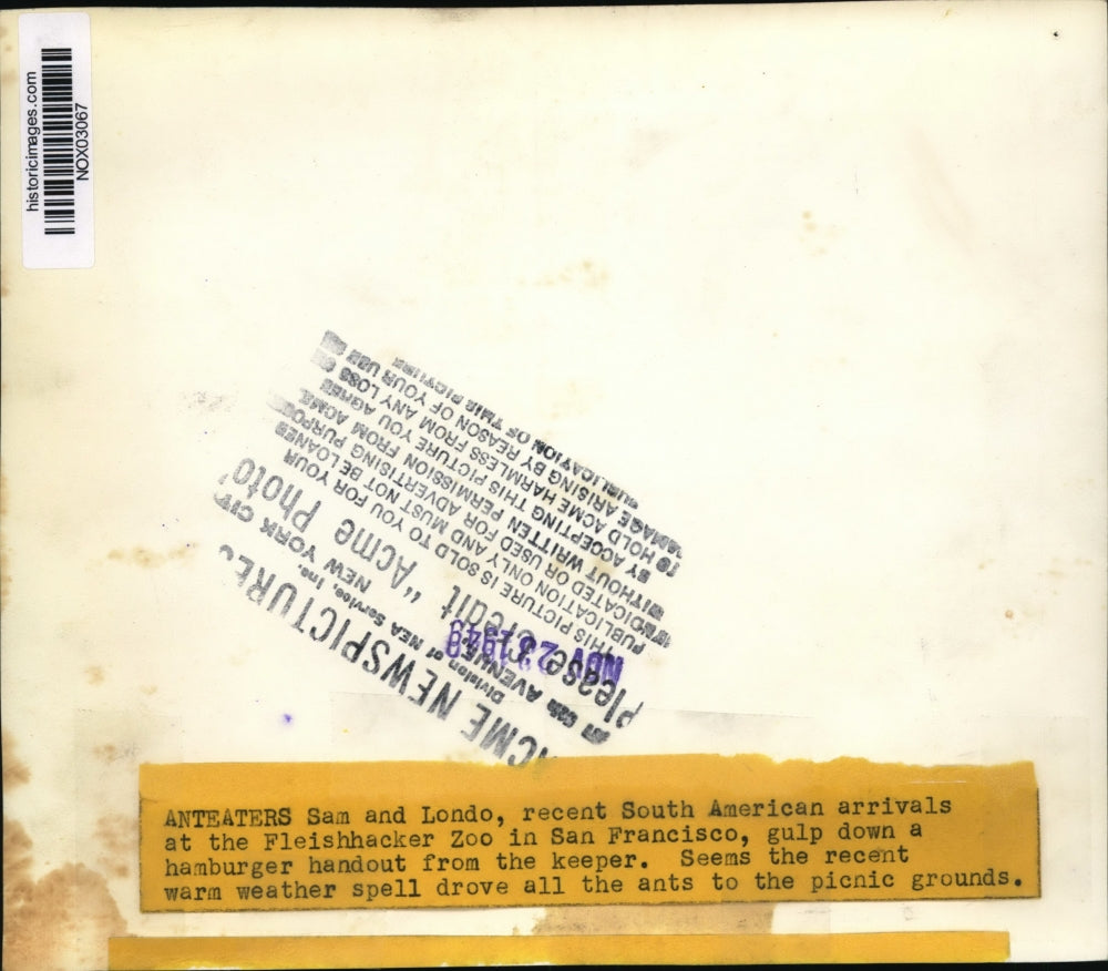 1949 Press Photo Animals - Anteaters Sam & Londo at Flishhacker Zoo - nox03067