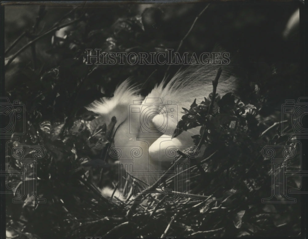 1940 Press Photo A nesting egret at the Avery Island Jungle Garden sanctuary.- Historic Images