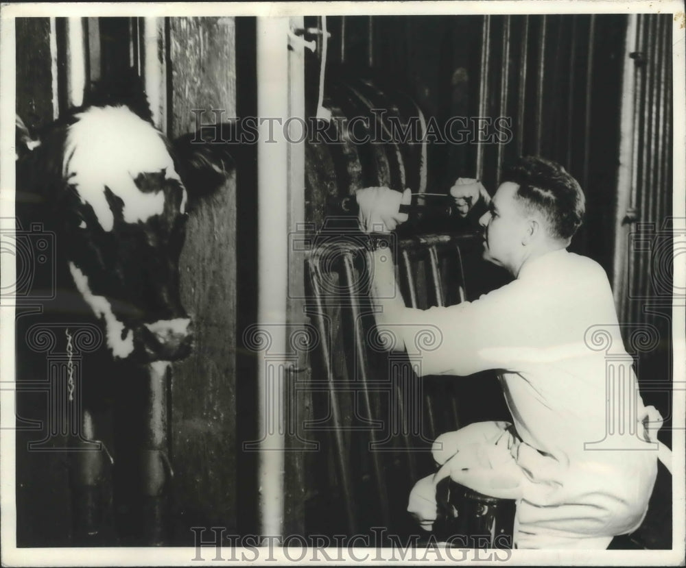 1971 Press Photo R.K. Farrell Applies Chilled Painless Branding Iron to Steer