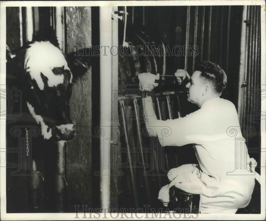 1971 Press Photo R.K. Farrell Applies Chilled Painless Branding Iron to Steer