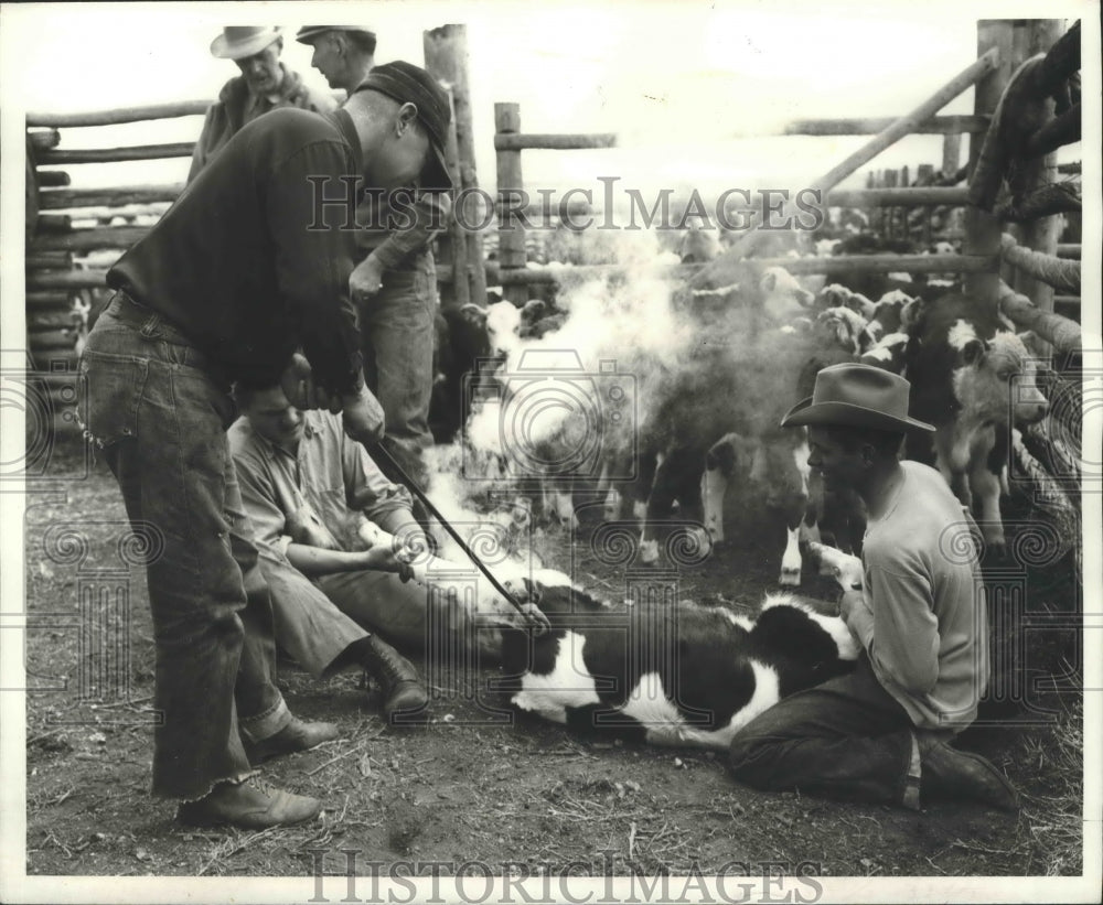 1971 Press Photo Fire Branding of Animals Replaced by New Technique - nox03127