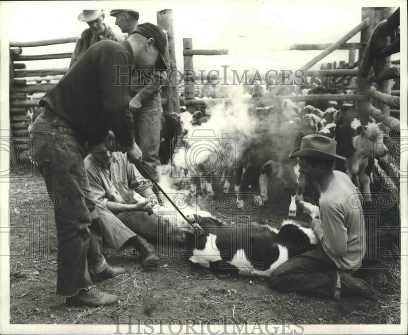 Load image into Gallery viewer, 1971 Press Photo Fire Branding of Animals Replaced by New Technique - nox03127
