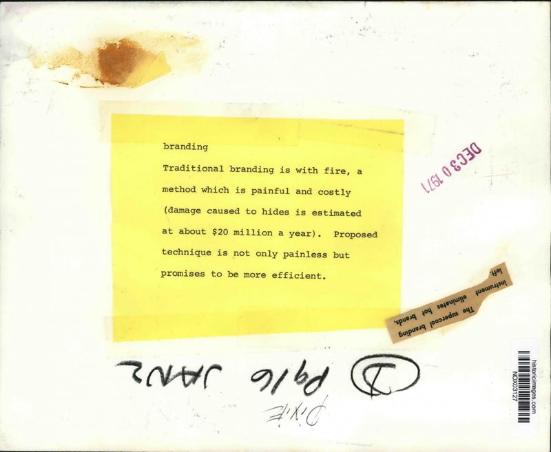 Load image into Gallery viewer, 1971 Press Photo Fire Branding of Animals Replaced by New Technique - nox03127
