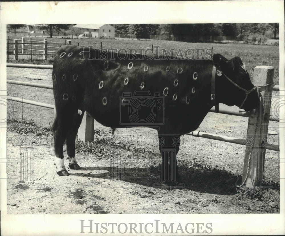 1971 Press Photo Animals - Steer Has Many Marks From Branding - nox03128