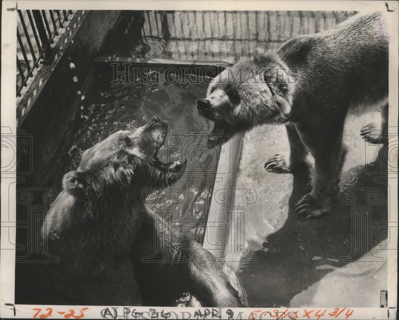 Load image into Gallery viewer, 1952 Press Photo Animals - Male Kodiak Bear Roars at Female Bear at Audubon Zoo
