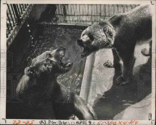 1952 Press Photo Animals - Male Kodiak Bear Roars at Female Bear at Audubon Zoo