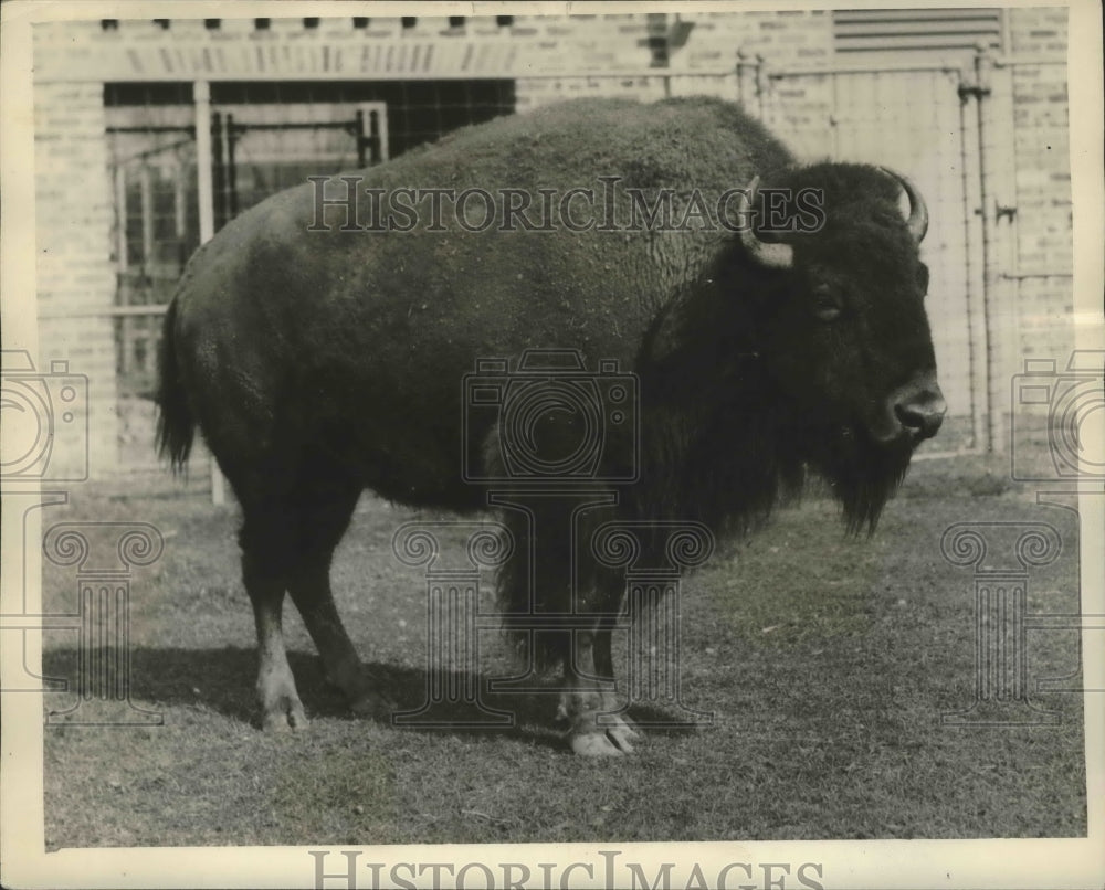 1941 Press Photo Animals - Buffalo at Audubon Park Zoo in New Orleans- Historic Images