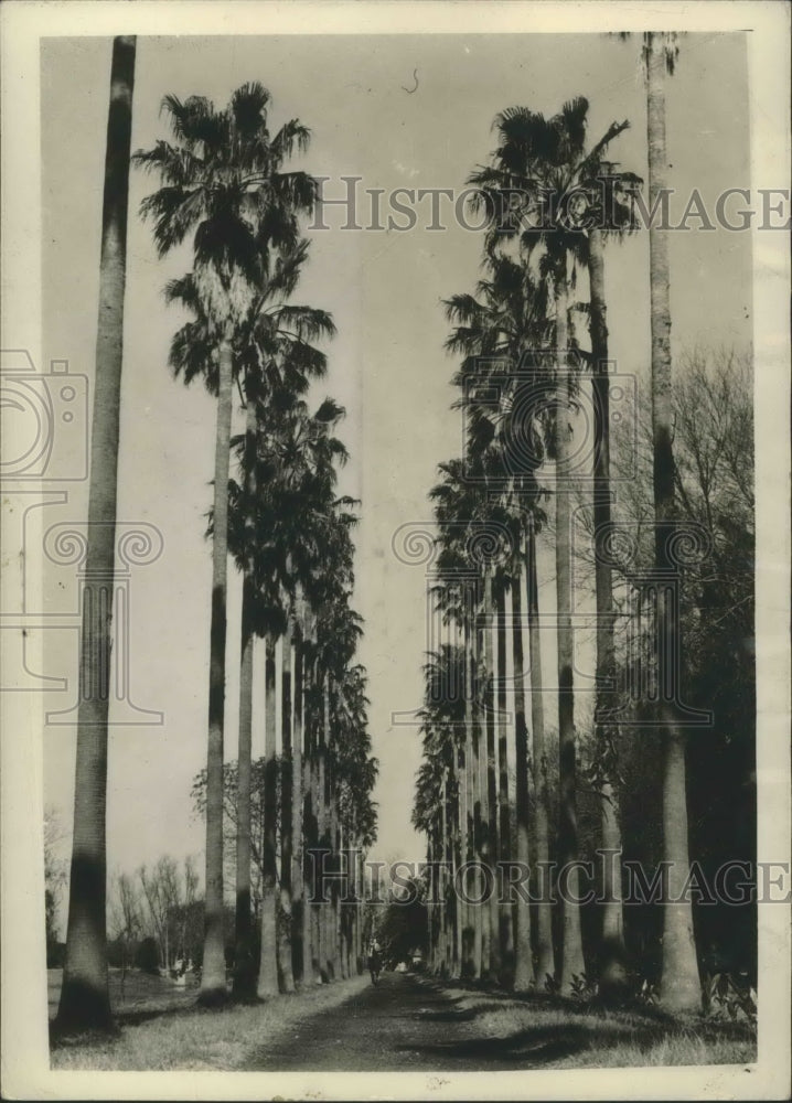 Load image into Gallery viewer, Press Photo Washingtonian Palms line path at Audubon Park in New Orleans.
