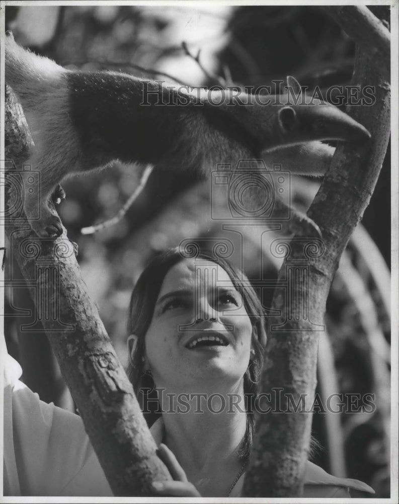 1970 Press Photo Rebecca the aardvark stretches between tree limbs. - nox03739- Historic Images