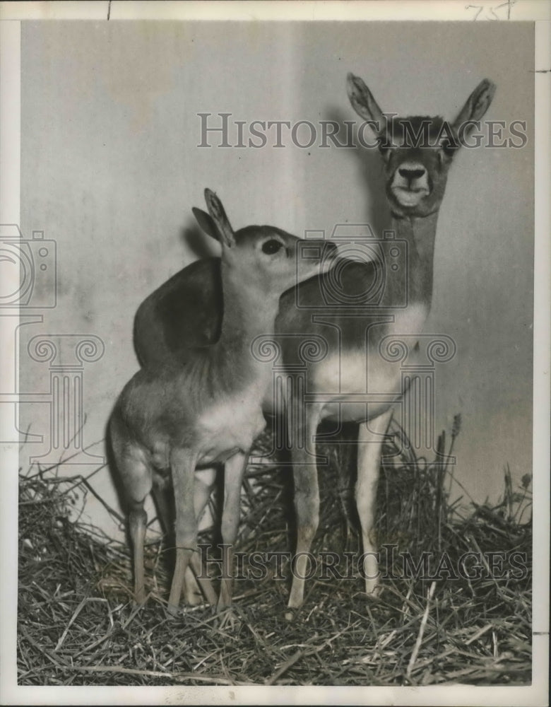 1952 Press Photo An infant Indian antelope and mother at the Paris Vincennes Zoo