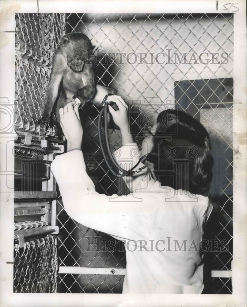 1956 Press Photo LSU technologist Yvonne Stich examines Jock, the baboon.