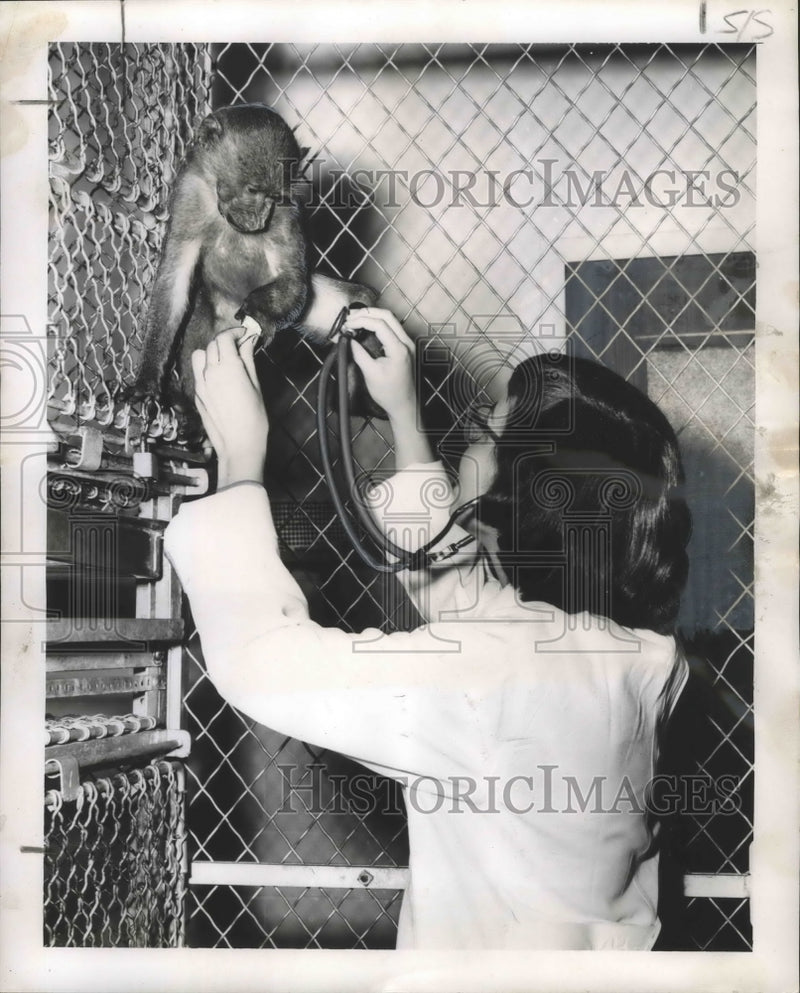 Load image into Gallery viewer, 1956 Press Photo LSU technologist Yvonne Stich examines Jock, the baboon.
