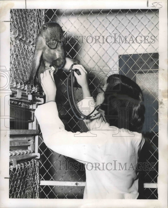 1956 Press Photo LSU technologist Yvonne Stich examines Jock, the baboon.